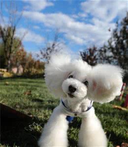 每天陪你的贵宾犬-泰迪，殊不知它的智商有多高，一起来看看吧
