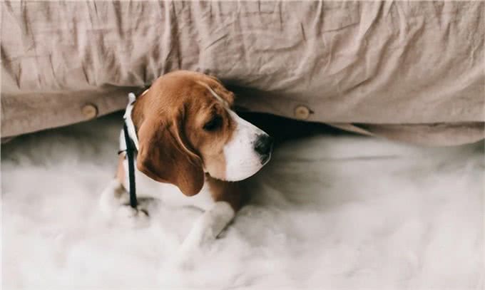 狗狗发了低烧怎么办?
