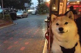 柴犬脚掌肉垫颜色变红是怎么回事?大家要知道，可能是这些原因