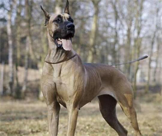 大丹犬，与生俱来的贵族气质，不愧是太阳神的犬