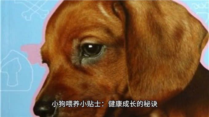 小狗喂养小贴士