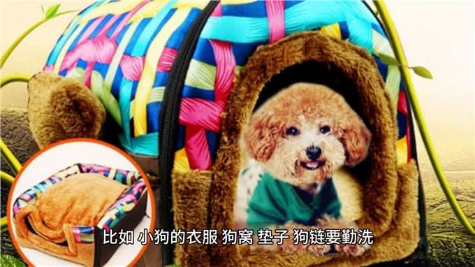 小狗喂养小贴士