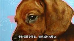 小狗喂养小贴士