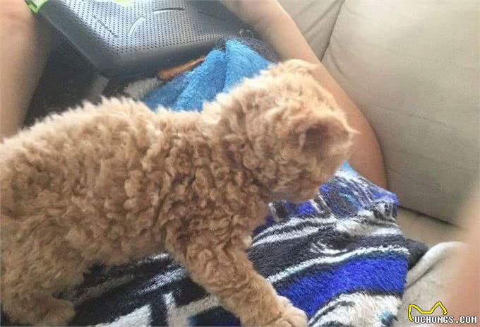 天生自带卷毛效果的新品种猫，如此喵星人摸起来手感超赞