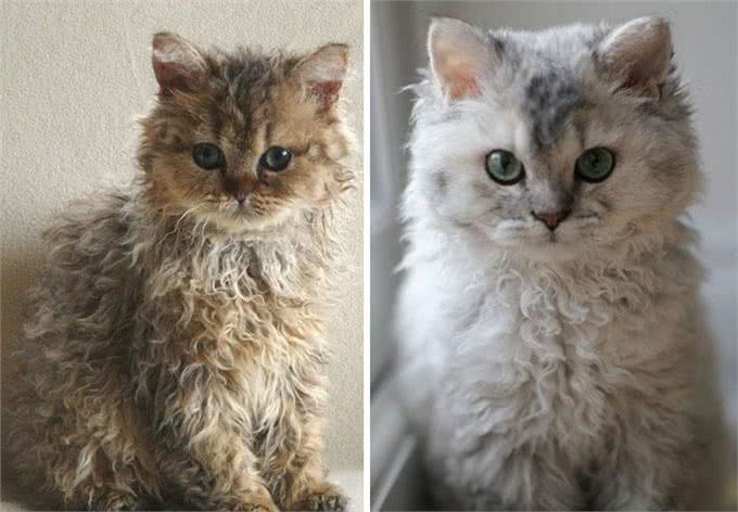 天生自带卷毛效果的新品种猫，如此喵星人摸起来手感超赞