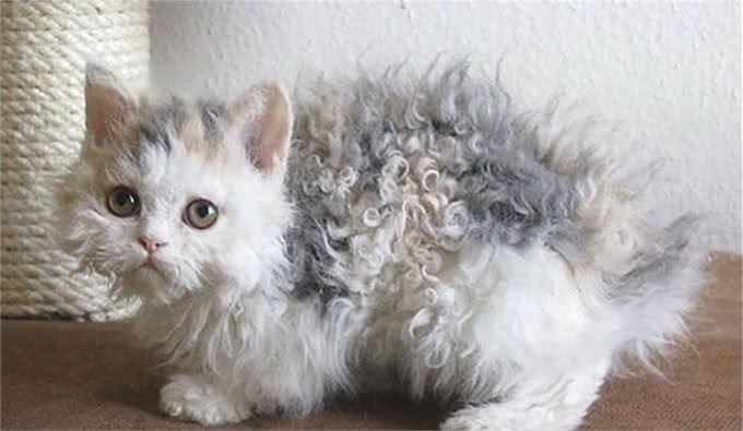 天生自带卷毛效果的新品种猫，如此喵星人摸起来手感超赞