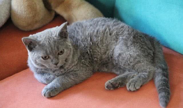 天生自带卷毛效果的新品种猫，如此喵星人摸起来手感超赞