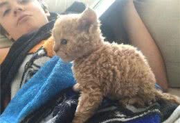 天生自带卷毛效果的新品种猫，如此喵星人摸起来手感超赞