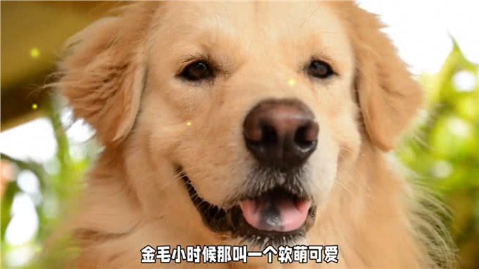 金毛犬的忠诚与训练:成为家庭得力助手的潜力