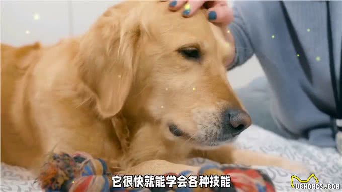 金毛犬的忠诚与训练:成为家庭得力助手的潜力