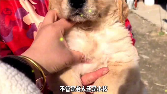 金毛犬的忠诚与训练:成为家庭得力助手的潜力