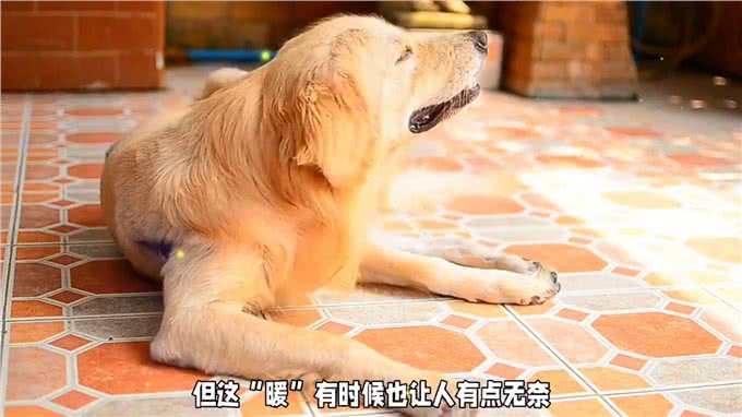 金毛犬的忠诚与训练:成为家庭得力助手的潜力