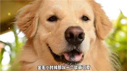 金毛犬的忠诚与训练:成为家庭得力助手的潜力