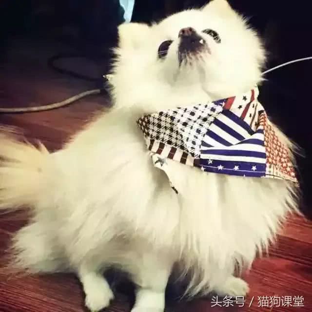 宠物美容，你不知道的都在这里!
