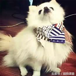 宠物美容，你不知道的都在这里!