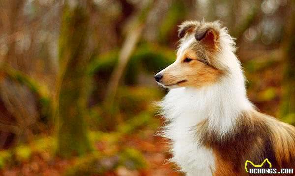 每日一读:狗狗品种—喜乐蒂牧羊犬