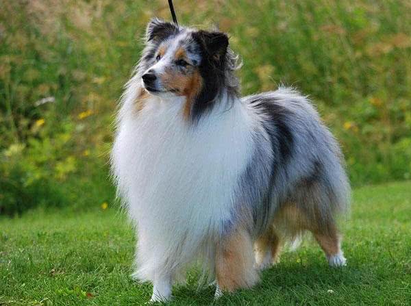 每日一读:狗狗品种—喜乐蒂牧羊犬