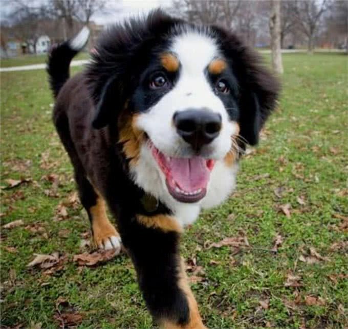 一度面临绝种危险的大狗，伯恩山犬