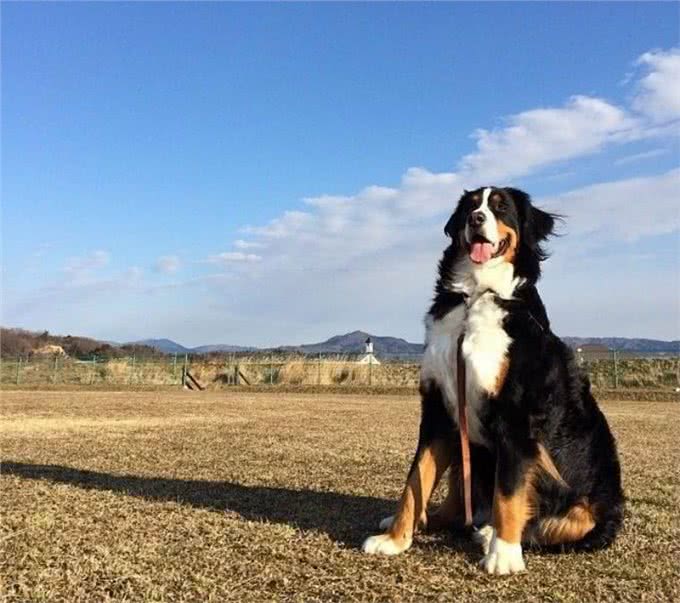 一度面临绝种危险的大狗，伯恩山犬