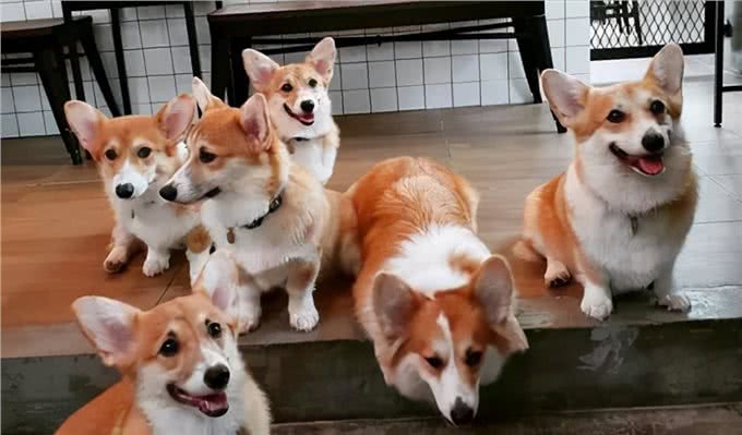 狗狗一生中有6大愿望，希望主人能帮它完成
