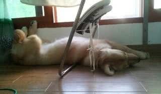 有个性!狗狗一年来坚持不改豪迈睡姿