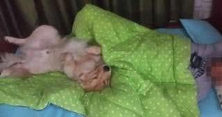 有个性!狗狗一年来坚持不改豪迈睡姿