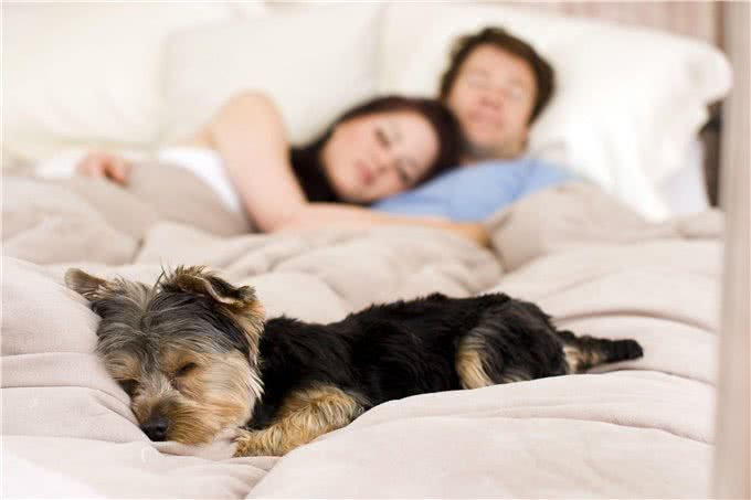 成年犬被允许跟主人睡，幼犬和老龄犬反而被拒之门外，这样对吗?