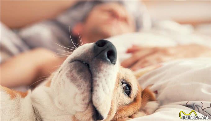 成年犬被允许跟主人睡，幼犬和老龄犬反而被拒之门外，这样对吗?