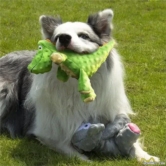 狗狗的这些表现，说明非常信任你，你别不信!