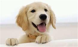 犬巴贝斯虫病