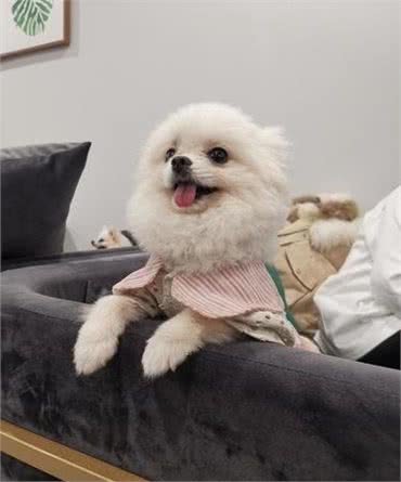 博美犬的嫉妒心有多强?看这5个地方,满满的占有欲