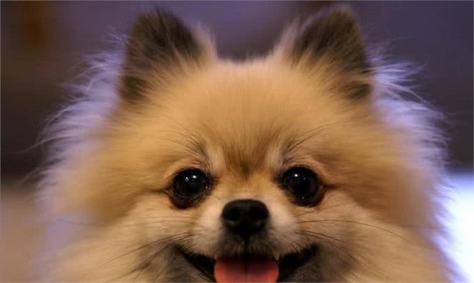 博美犬的嫉妒心有多强?看这5个地方,满满的占有欲