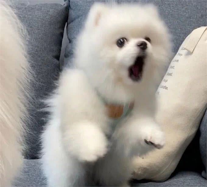博美犬的嫉妒心有多强?看这5个地方,满满的占有欲