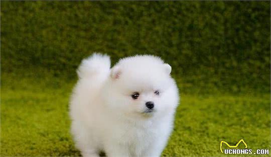 博美犬的嫉妒心有多强?看这5个地方,满满的占有欲