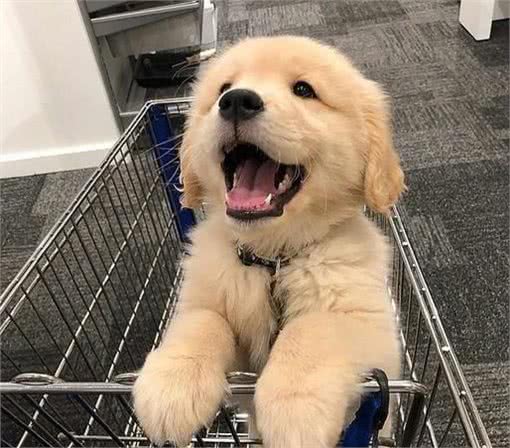 博美犬的嫉妒心有多强?看这5个地方,满满的占有欲