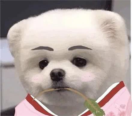 博美犬的嫉妒心有多强?看这5个地方,满满的占有欲