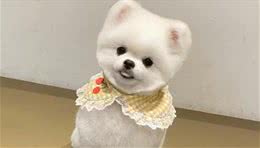 博美犬的嫉妒心有多强?看这5个地方，满满的占有欲