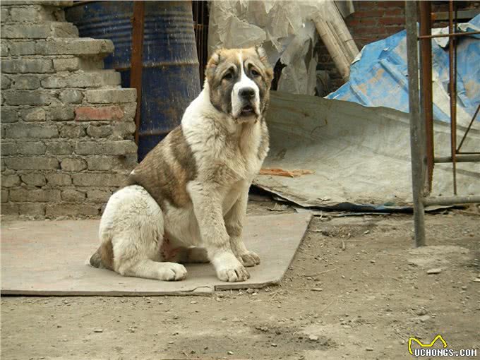 世界最强牧羊犬，其貌不扬却可击败藏獒:中亚牧羊犬真神
