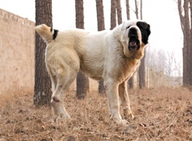 世界最强牧羊犬，其貌不扬却可击败藏獒:中亚牧羊犬真神