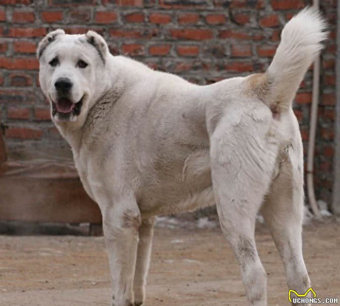 世界最强牧羊犬，其貌不扬却可击败藏獒:中亚牧羊犬真神