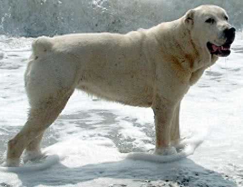 世界最强牧羊犬，其貌不扬却可击败藏獒:中亚牧羊犬真神