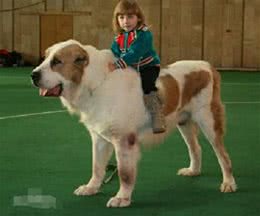 世界最强牧羊犬，其貌不扬却可击败藏獒:中亚牧羊犬真神