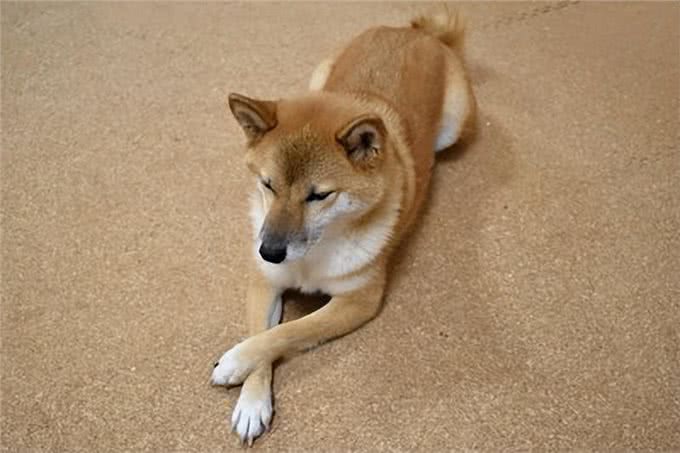 从狗狗的姿势中窥探其内心世界:揭秘六种常见姿势背后的心理奥秘