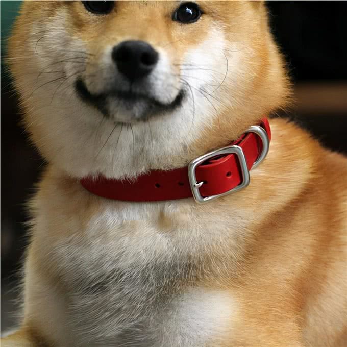 别给狗狗戴项圈了，小心没了狗命不保