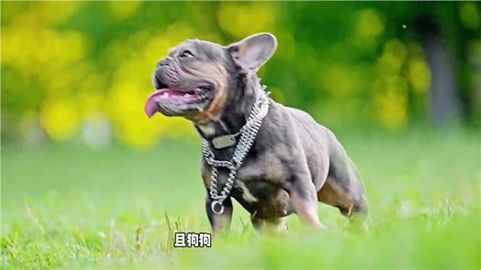 犬疱疹病毒感染:治疗周期知多少