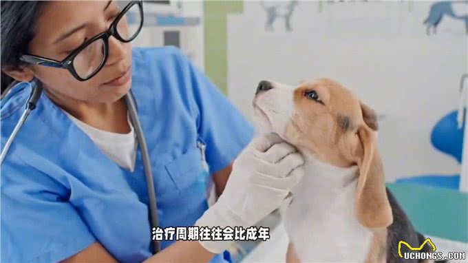 犬疱疹病毒感染:治疗周期知多少