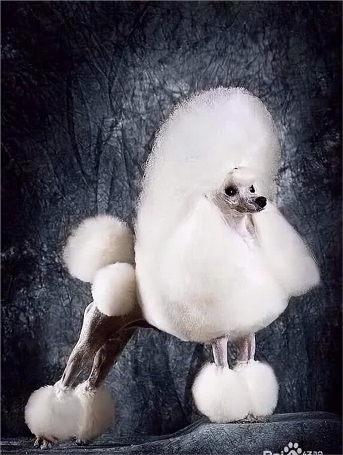 盘点国家们像什么狗狗