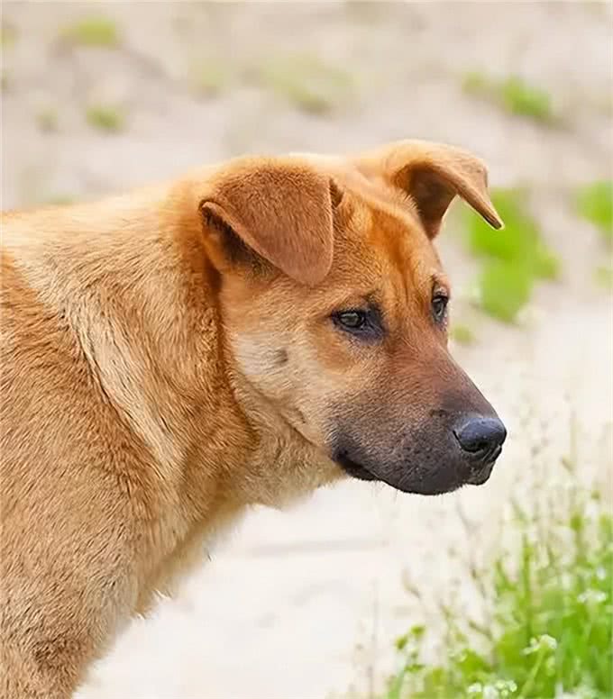 盘点国家们像什么狗狗