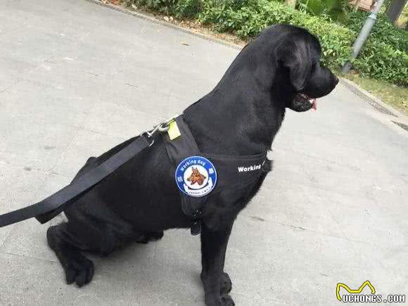 世界上五种最适合当警犬的狗狗，罗威纳犬排名第二，第一当之无愧
