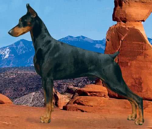 世界上五种最适合当警犬的狗狗，罗威纳犬排名第二，第一当之无愧